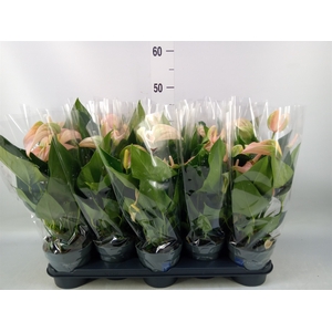 Anthurium andr. 'Joli Peach'