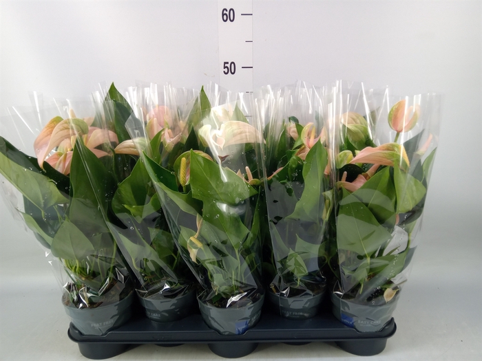 <h4>Anthurium andr. 'Joli Peach'</h4>