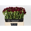 Paeonia Old Faithful