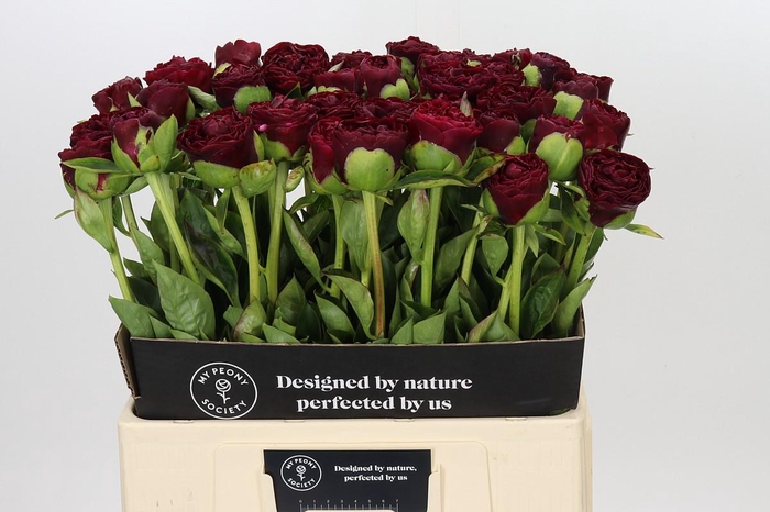 <h4>Paeonia Old Faithful</h4>
