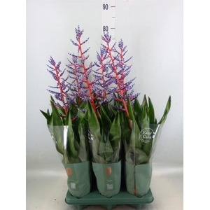 Aechmea  'Blue Rain'