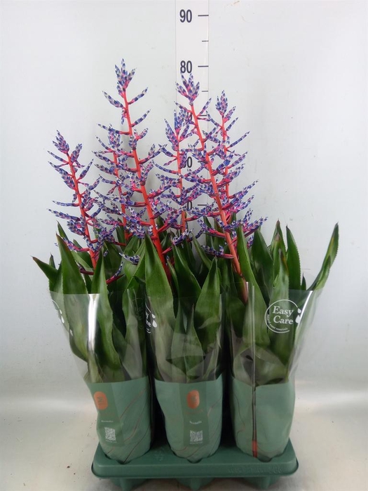 <h4>Aechmea  'Blue Rain'</h4>