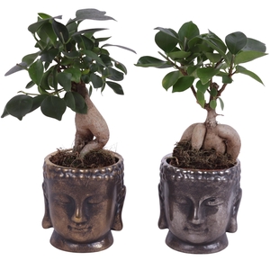 Ficus m. Ginseng Ongeënt Ø06cm Ceramic Buddha Gold/Silver Ø08cm
