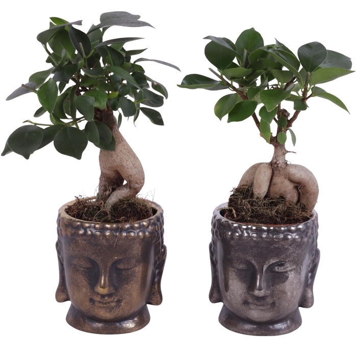 <h4>Ficus m. Ginseng Ongeënt Ø06cm Ceramic Buddha Gold/Silver Ø08cm</h4>