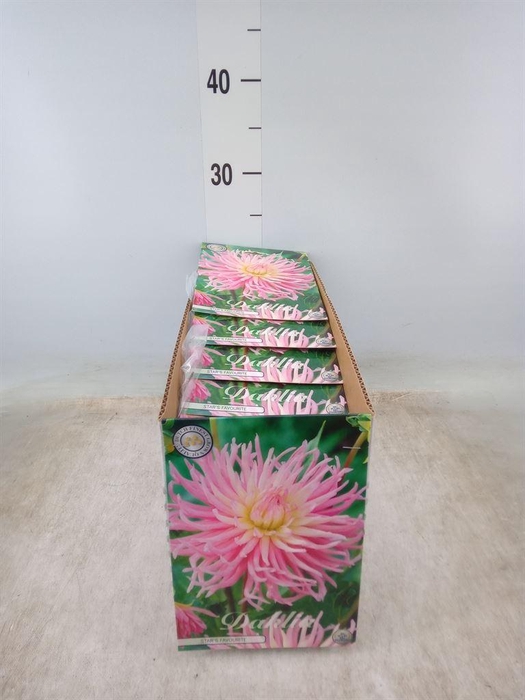 <h4>Dahlia   ...flowerbulbs</h4>