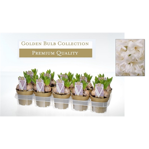 <h4>Hyacinthus 'white pearl' 10 cm</h4>