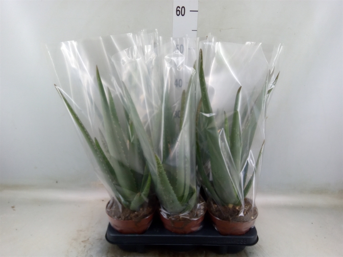 <h4>Aloe vera</h4>