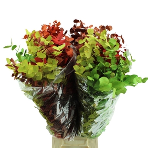 Eucalyptus Cinerea Arlecchino