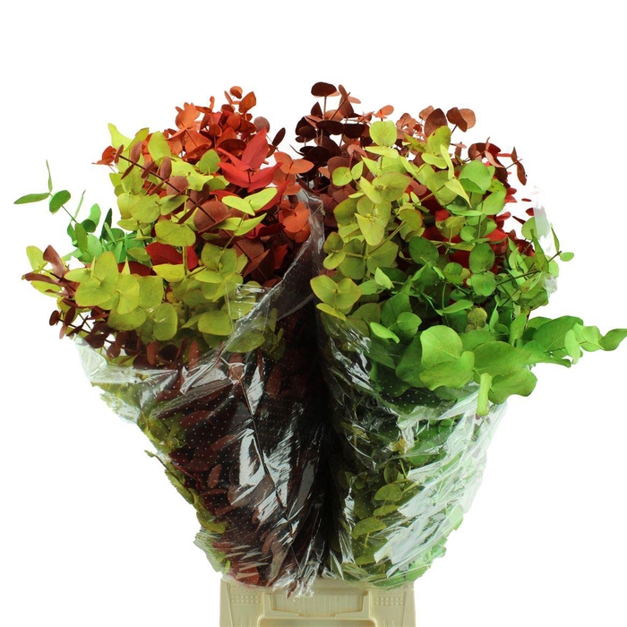 <h4>Eucalyptus Cinerea Arlecchino</h4>