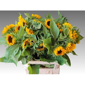 HELIANTHUS SUNRICH ORANGE