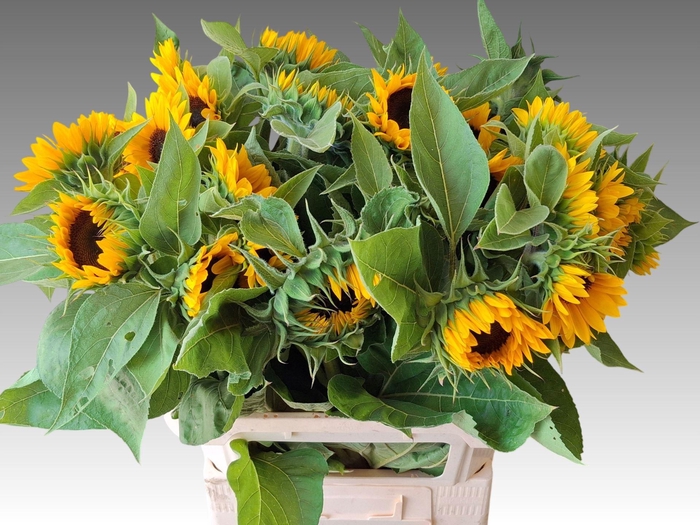 <h4>HELIANTHUS SUNRICH ORANGE</h4>