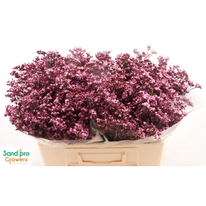 LIM SIN SILVERY PINK