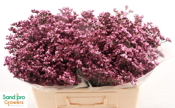 <h4>LIM SIN SILVERY PINK</h4>