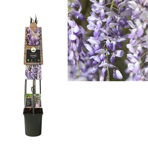 Wisteria sinensis +3.0 label