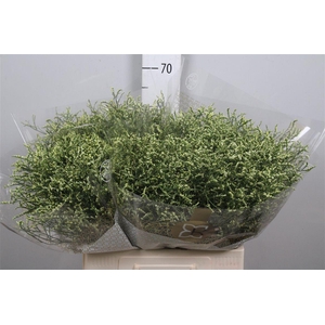 Lim Sin Blush Diamond