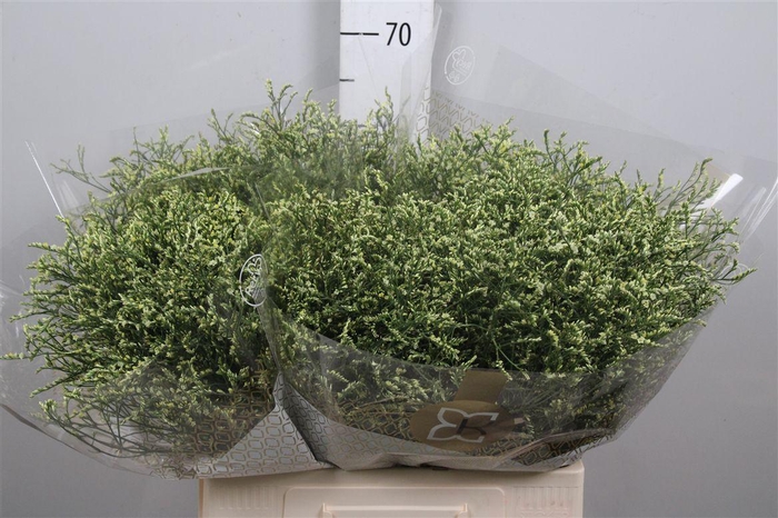 <h4>Lim Sin Blush Diamond</h4>