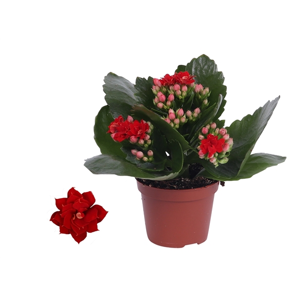 <h4>Kalanchoe Rosalina 06cm Don Justino rood, Zonder hoes</h4>