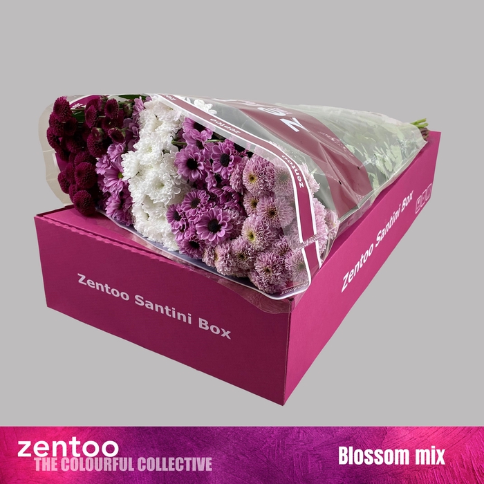 <h4>CHR S MIX BLOSSOM</h4>