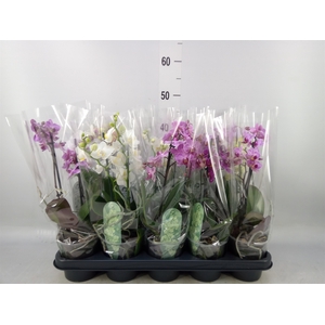 Phalaenopsis multi.   ...mix  4