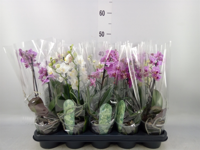 <h4>Phalaenopsis multi.   ...mix  4</h4>