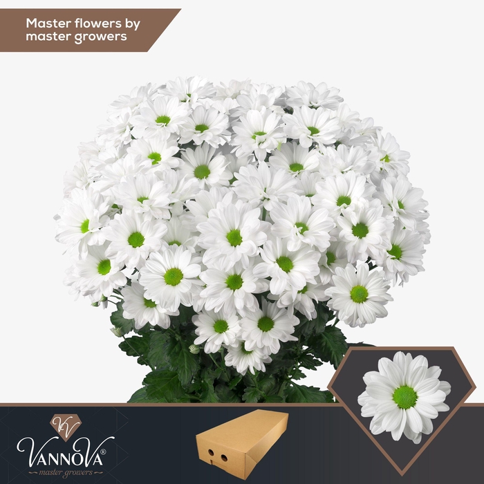 <h4>Chr T Kennedy</h4>