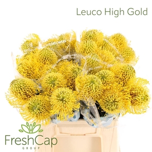 Leucospermum nutans 'High Gold'