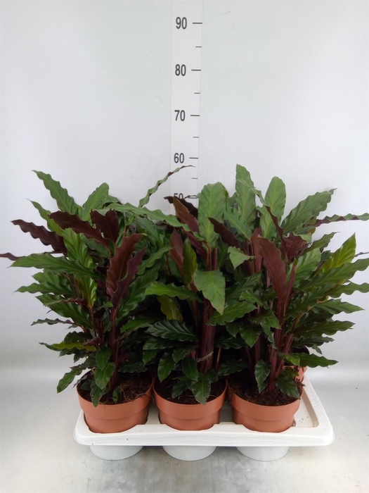 <h4>Calathea rufibarba</h4>
