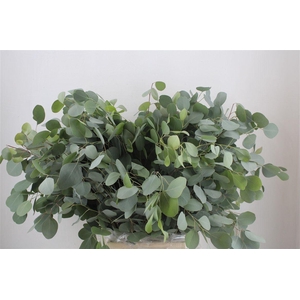 Euca Populus 300gr P Bunch