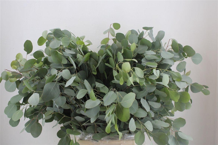 <h4>Euca Populus 300gr P Bunch</h4>