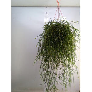 Rhipsalis burchellii