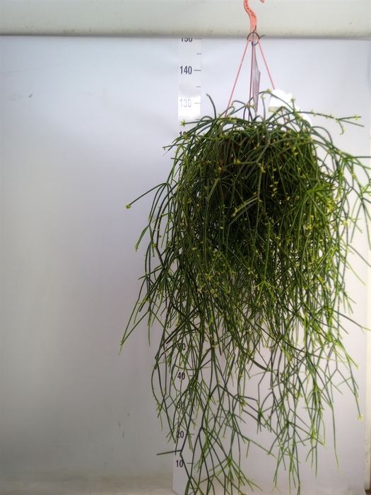 <h4>Rhipsalis burchellii</h4>