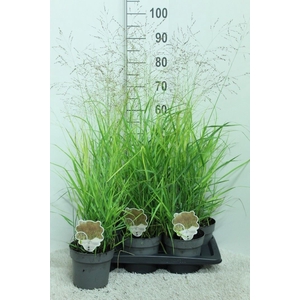 Panicum virgatum