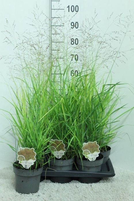 <h4>Panicum virgatum</h4>