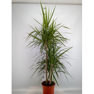 Dracaena marg.