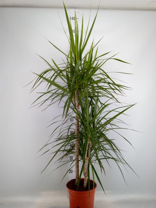 <h4>Dracaena marg.</h4>