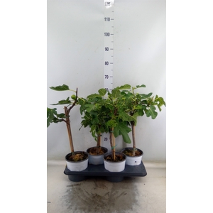 Ficus carica