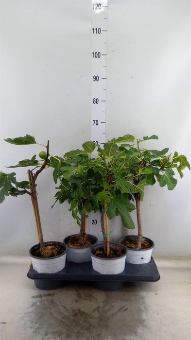<h4>Ficus carica</h4>