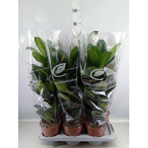 Ficus cyathistipula