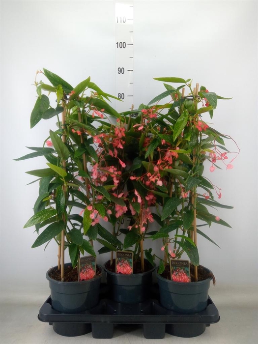 <h4>Begonia   ...</h4>