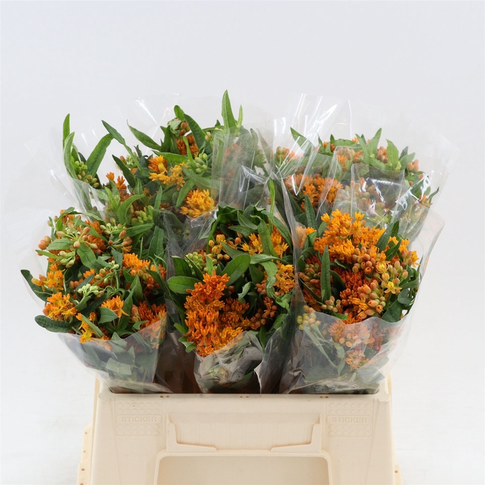 <h4>Asclepias Tuberosa</h4>