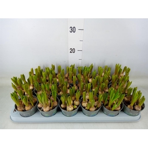 Muscari  'Mountain Lady'