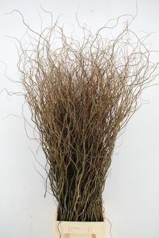 <h4>SALIX TORTUOSA 150CM</h4>