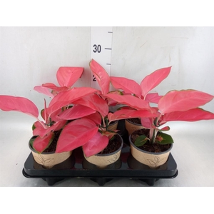 Aglaonema   ...