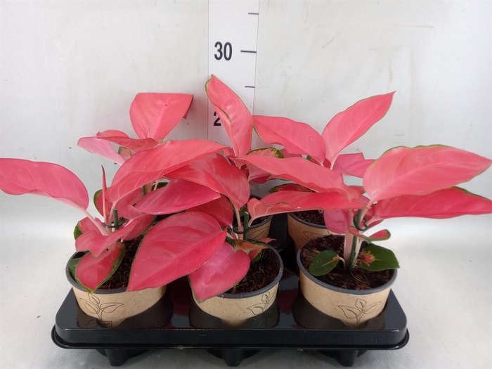 <h4>Aglaonema   ...</h4>