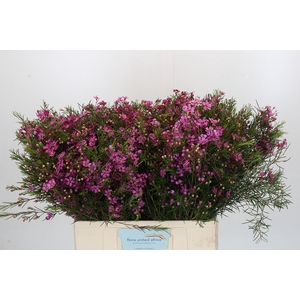 Chamelaucium Eden