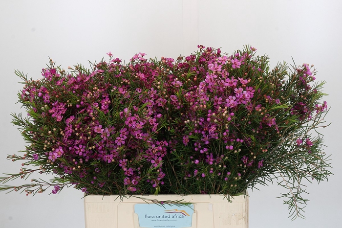 <h4>Chamelaucium Eden</h4>