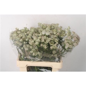 Astrantia Shaggy White