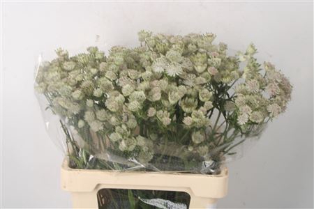 <h4>Astrantia Shaggy White</h4>