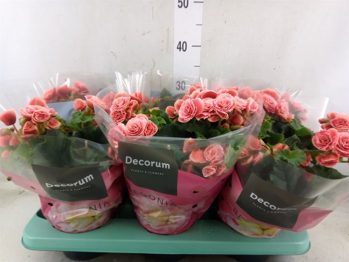 <h4>Begonia elat. DU 'Borias'</h4>