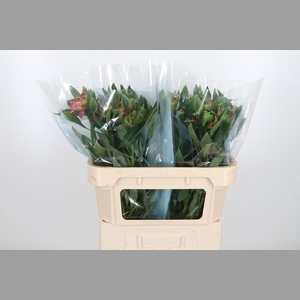 Alstroemeria Fashionista Sofiena 70